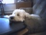 Jagger on the Labtop