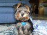 The cutest puppy ever.